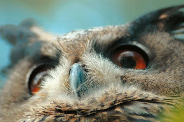 Vacker Utsikt Över Vacker Fågel Naturen — Stockfoto