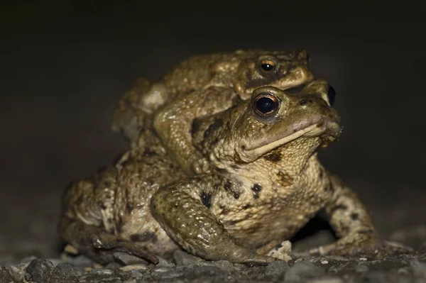 Krötenpaar Der Nacht — Stockfoto