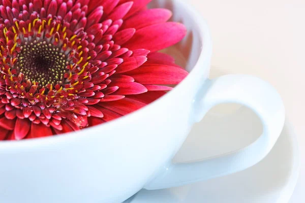 Gerbera Blütenblätter Flora — Stockfoto