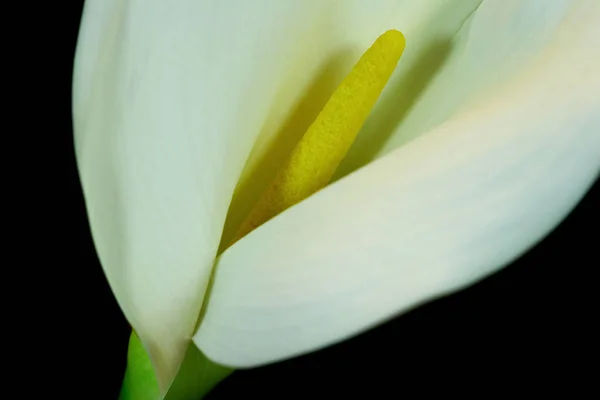 Schöne Botanische Aufnahme Natürliche Mauer — Stockfoto