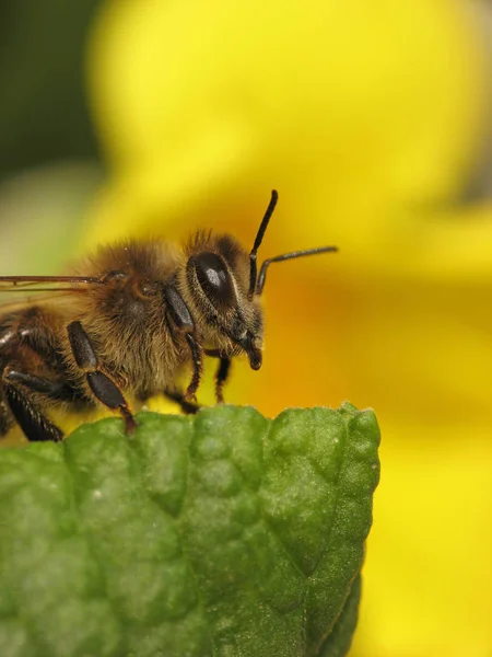 Closeup View Insect Nature — Stock Photo, Image