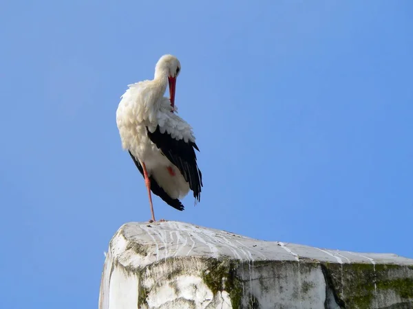 Vista Panorámica Hermoso Pájaro Naturaleza — Foto de Stock