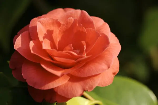 Schöne Botanische Aufnahme Natürliche Tapete — Stockfoto