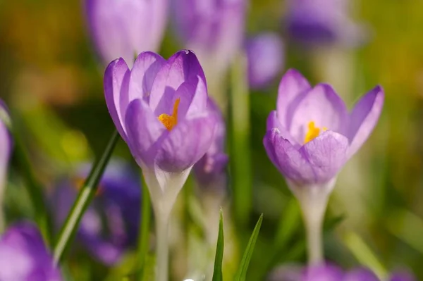 Первые Весенние Цветы Крокус — стоковое фото