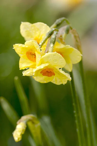 Fiore Primaverile Bellissimo Narciso — Foto Stock