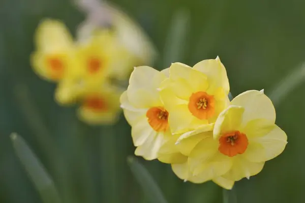 Jarní Květina Krásné Narcissus — Stock fotografie