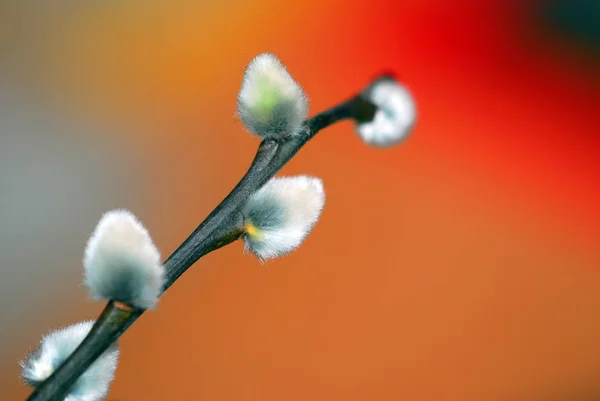 Close View Willow Catkins — Stock Photo, Image