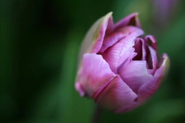 Primavera Risveglio Fiore Tulipano — Foto Stock