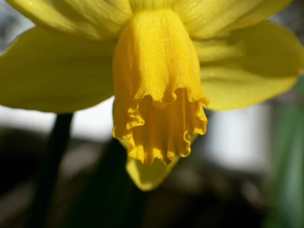Vista Panorámica Hermosa Flor Narciso —  Fotos de Stock