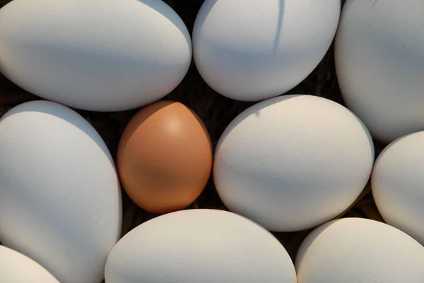 Urlaub Farbenfrohe Konzept Der Glücklichen Osterdekoration — Stockfoto