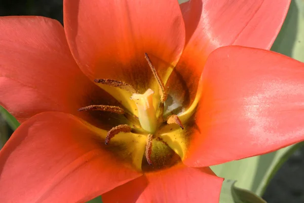 Tulipánový Květ Jaře — Stock fotografie