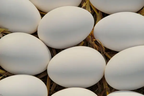 Толстое Яйцо — стоковое фото