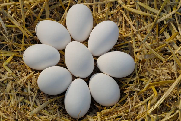 Festői Kilátás Libamadár Természetben — Stock Fotó