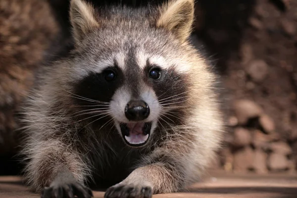 Guaxinim Zoológico Freisen — Fotografia de Stock