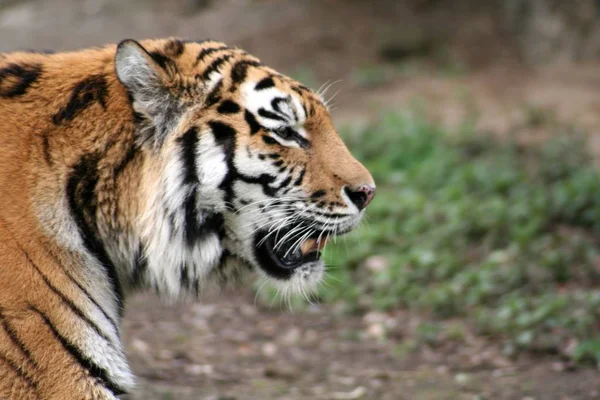 Siberische Tijger Gestreept Dier — Stockfoto