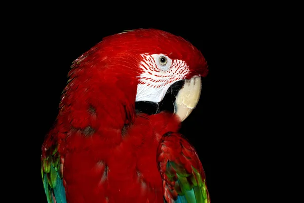 Tropische Papegaai Vogel Flora Fauna — Stockfoto