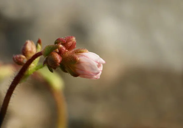 Close Blooding Flower — стоковое фото