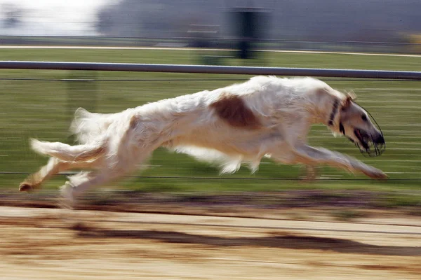 Ruský Chrt Borzoj Při Výcviku Chrty Roce 2007 Kdesi Polní — Stock fotografie