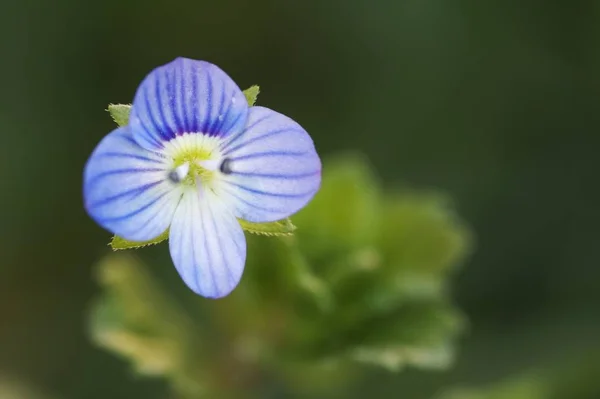 Faden Ehrenpreis Veronica Filiforis — Stok fotoğraf