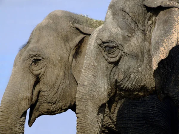 Африканское Большое Животное Слон — стоковое фото