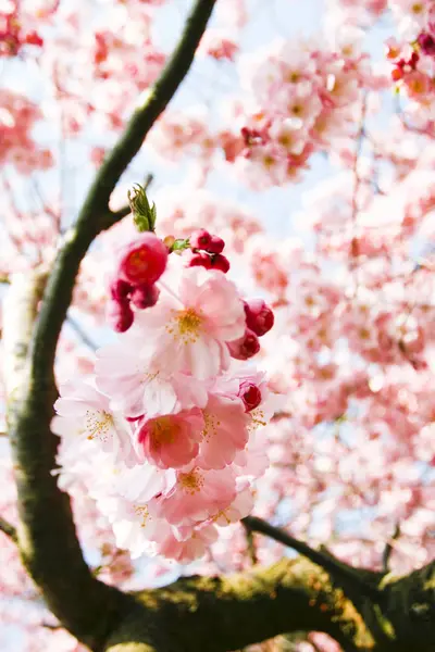 木の上の春の花桜 — ストック写真