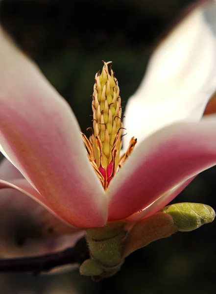 Пелюстки Квітки Магнолії Весняна Флора — стокове фото
