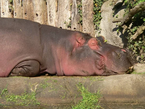 Hippopotamus Pattedyr Flodhest – stockfoto