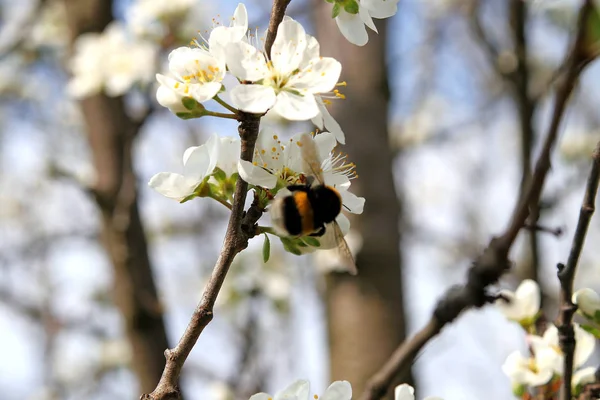 Schöne Blumen Blumiges Konzept Hintergrund — Stockfoto