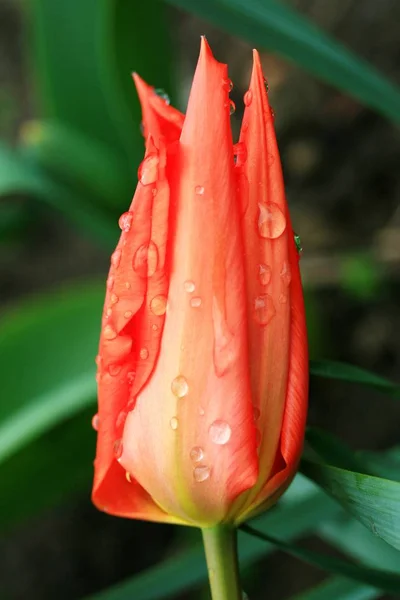 Beautiful Botanical Shot Natural Wallpaper — Stock Photo, Image