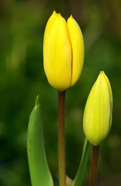 Красивые Весенние Тюльпаны Цветы Флора — стоковое фото