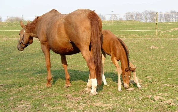 Cavalo Campo — Fotografia de Stock