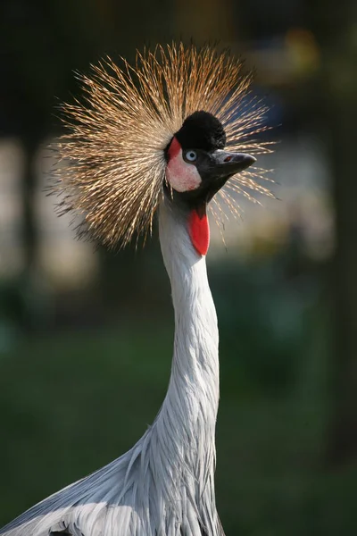 Schilderachtig Uitzicht Prachtige Vogel Natuur — Stockfoto