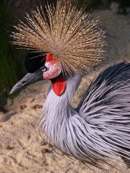 Grayhals Kronenkranich Dressen Zoo — Φωτογραφία Αρχείου