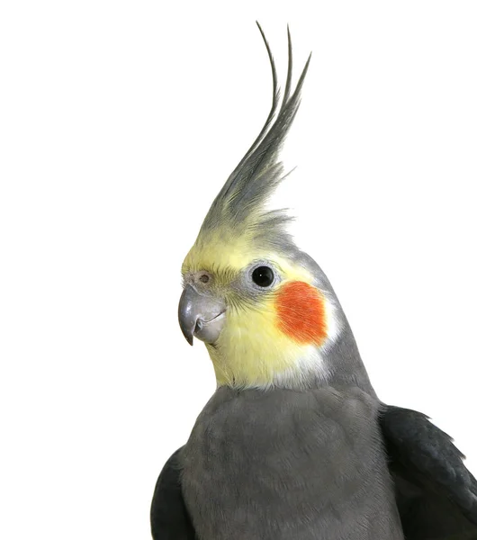 Schilderachtig Uitzicht Prachtige Papegaai Natuur — Stockfoto