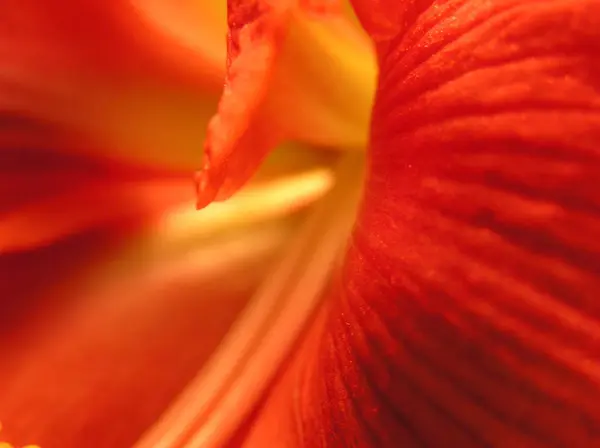 Červená Amaryllis Detailu — Stock fotografie