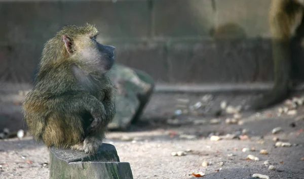 동물의 원숭이 — 스톡 사진