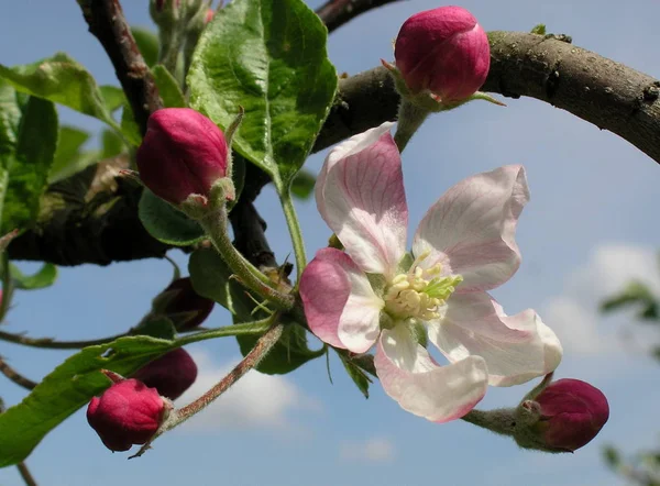 Fleurs Printanières Sur Les Branches Des Arbres — Photo