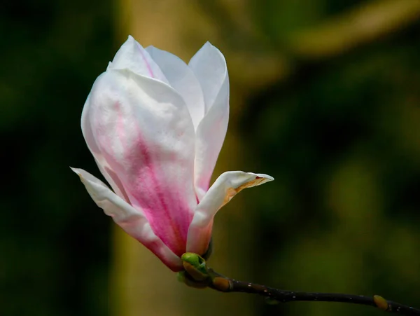 Цветение Магнолий Лепестки Весенней Флоры — стоковое фото