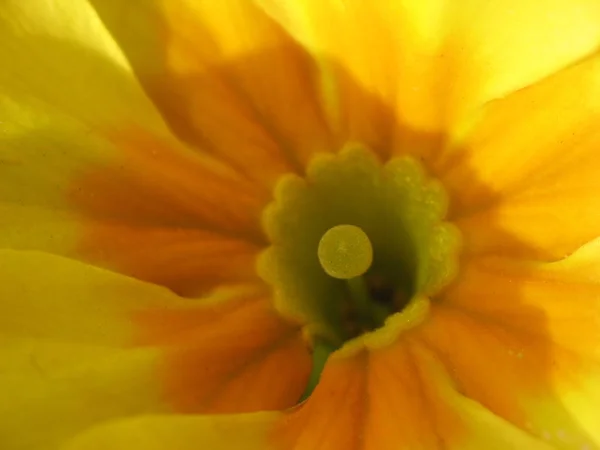Πέταλα Λουλουδιών Καλοκαιρινή Χλωρίδα — Φωτογραφία Αρχείου