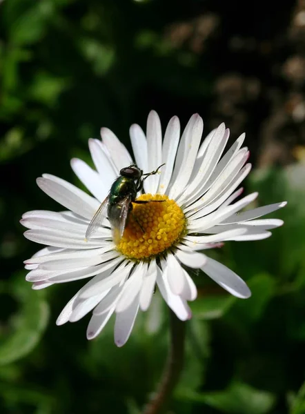 Closeup View Bug Nature — Stock Photo, Image