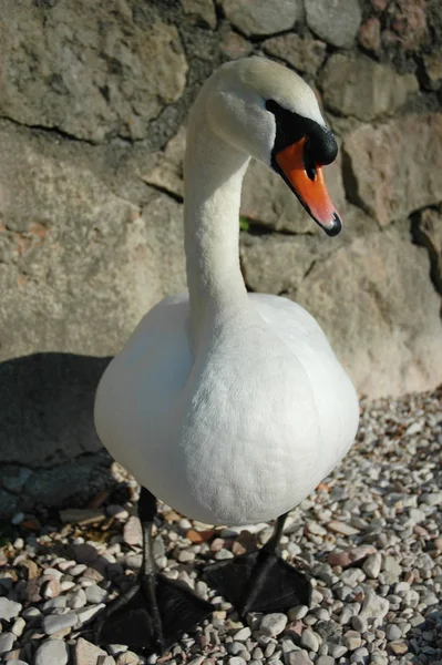 Malerischer Blick Auf Majestätische Schwäne Der Natur — Stockfoto