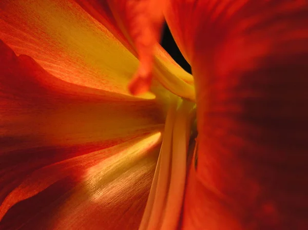 Kırmızı Amaryllis Yakın Planda — Stok fotoğraf