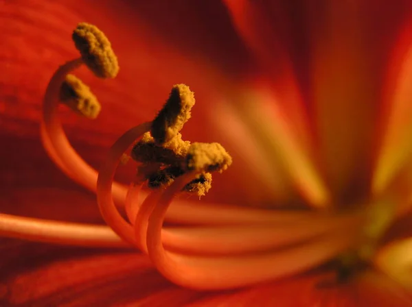 Red Amaryllis Closeup — Stock Photo, Image