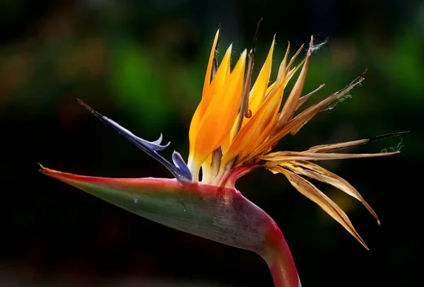 Bellissimi Fiori Sfondo Concetto Floreale — Foto Stock