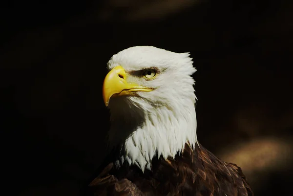 Malerischer Blick Auf Den Majestätischen Steinadler Wilder Natur — Stockfoto