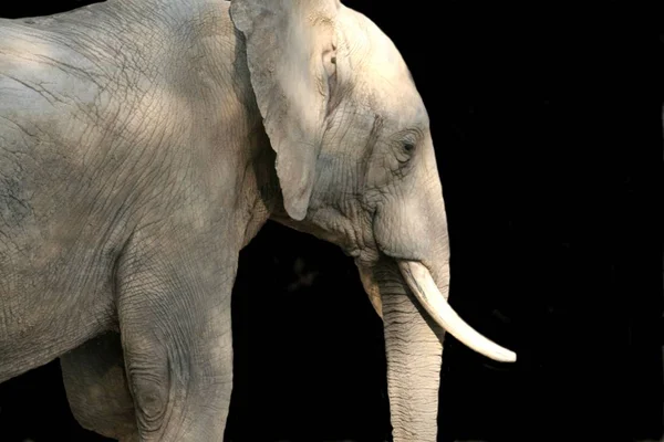 アフリカの哺乳動物象 — ストック写真