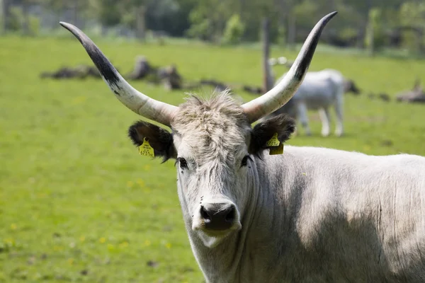 Koeien Het Natuurlijke Landschap Selectieve Focus — Stockfoto