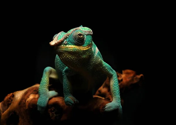 Reptil Lagarto Exótico Camaleón — Foto de Stock