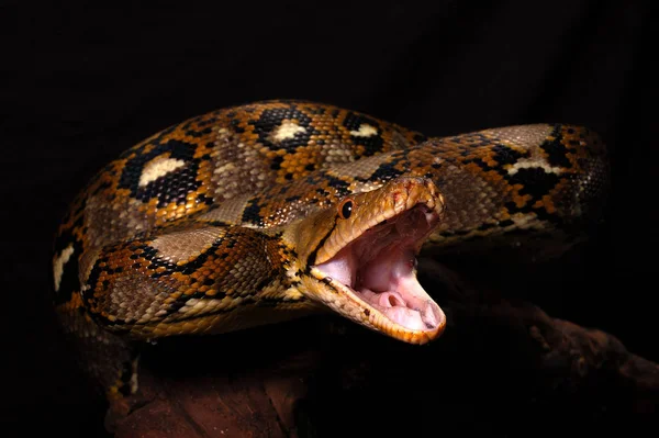 Closeup Animal Zoo — Stock Photo, Image