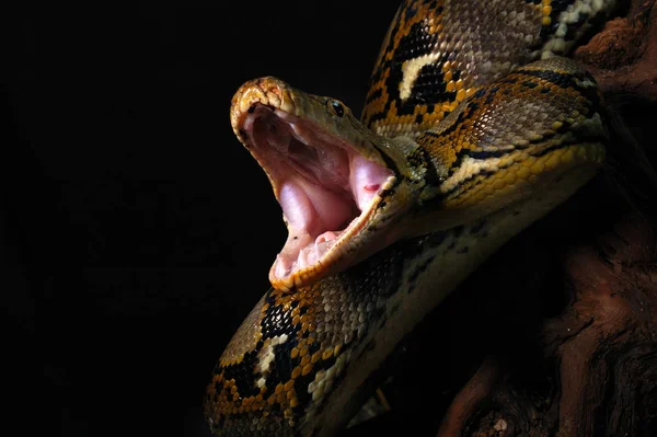 Ick Quer Comer Você — Fotografia de Stock